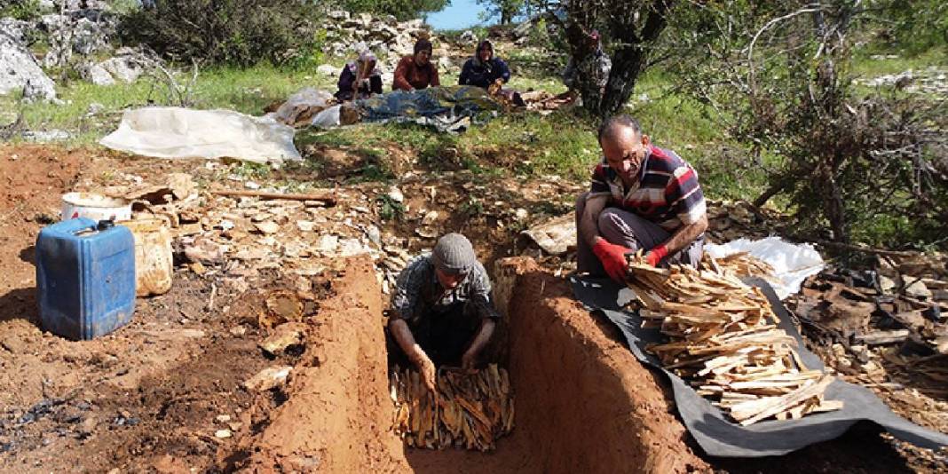 Önce toprağın altına gömüyor, 72 saat bekletiyorlar! Atadan kalma yöntem: Bu üretimde sadece 80 kg ürün alıyorlar 1